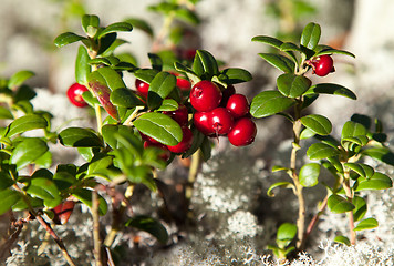 Image showing Ripe cranberries