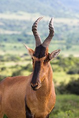 Image showing red hartebeest