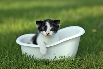 Image showing Baby Kitten Outdoors in Grass