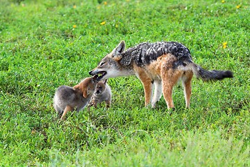 Image showing jackal pups