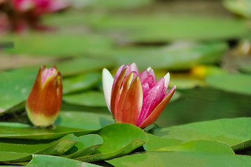 Image showing Waterlily