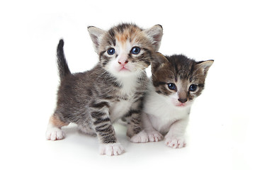 Image showing Sweet Adorable Baby Kittens Exploring Their Space