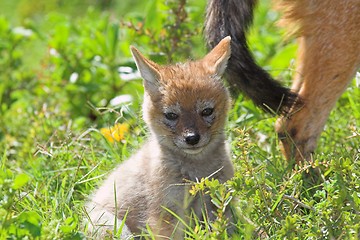 Image showing young ones