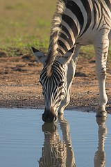 Image showing drinking zebra