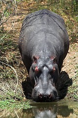 Image showing hippo