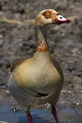 Image showing egyptian goose