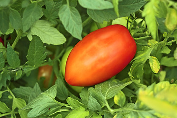 Image showing Red tomato in garden