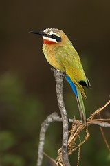 Image showing white fronted bee eater