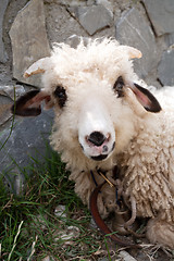 Image showing sheep snout