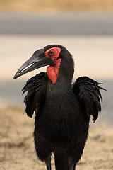 Image showing southern ground hornbill