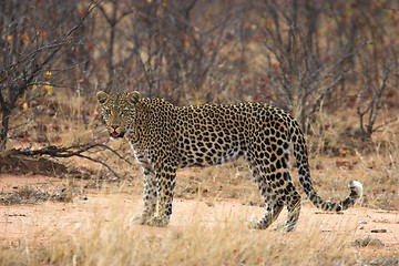 Image showing leopardess