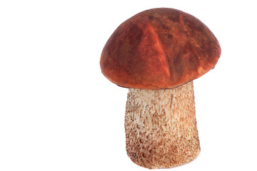 Image showing Beautiful orange-cap boletus mushroom on a white background.