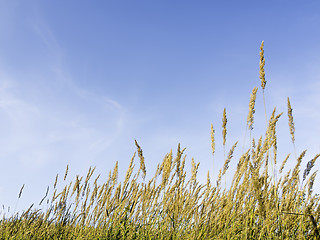 Image showing Grasses and blue sky