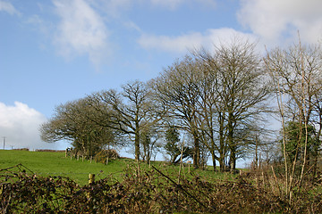 Image showing trees on the hill