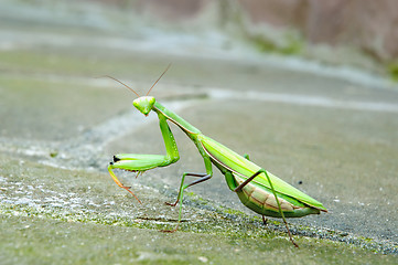 Image showing Praying mantis