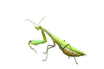 Image showing Praying mantis