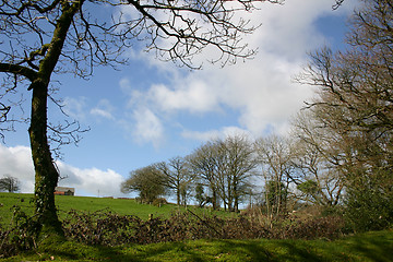 Image showing trees on the hill