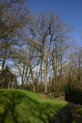 Image showing trees on the hill