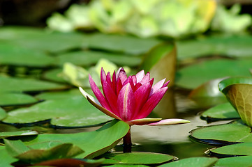 Image showing Waterlily