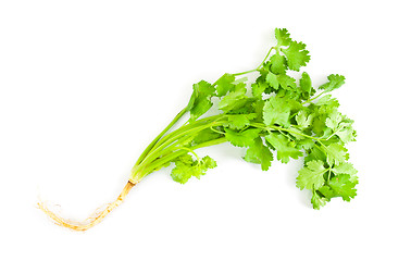 Image showing Cilantro