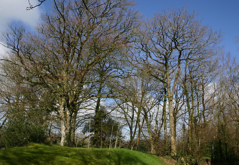 Image showing trees on the hill