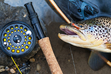 Image showing Brown trout