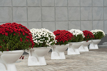 Image showing Flowerpot bowl of flowers 