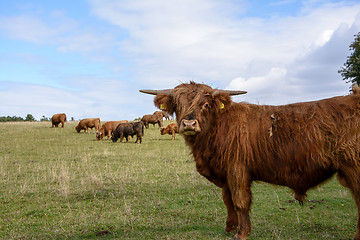 Image showing  Scottish highland cattle                                                                                                                                                                               