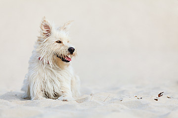 Image showing White dog on the beach
