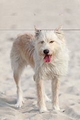 Image showing White dog on the beach