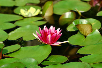 Image showing Waterlily