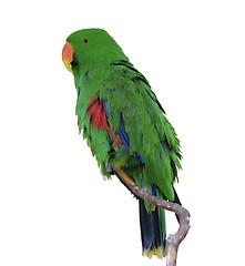 Image showing Green Eclectus Parrot