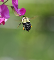 Image showing Bumble Bee