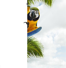 Image showing Blue And Yellow Macaw Parrot