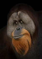 Image showing Orangutan Portrait 