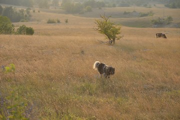 Image showing summer landscape