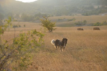 Image showing summer landscape