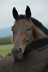Image showing horse