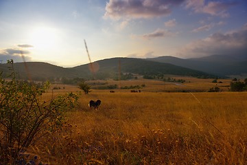 Image showing summer landscape