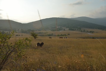 Image showing summer landscape