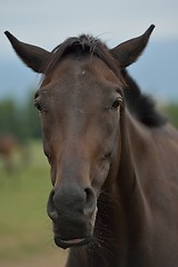 Image showing horse