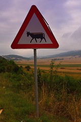 Image showing road through the green field