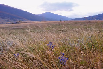 Image showing summer landscape