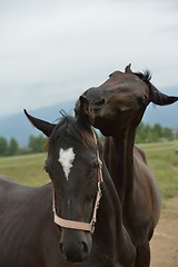 Image showing horse