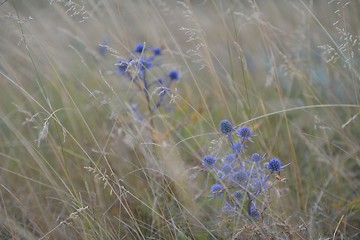 Image showing summer landscape