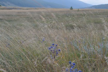 Image showing summer landscape