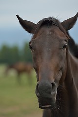 Image showing horse