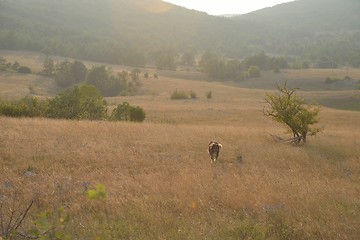 Image showing summer landscape