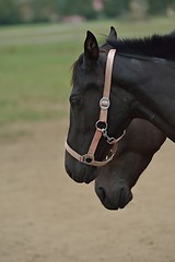 Image showing horse