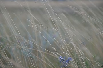 Image showing summer landscape